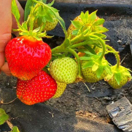 Клубника "МАРШАЛ" (6 шт.)